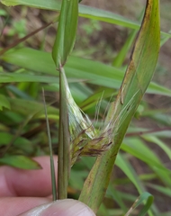Ischaemum koleostachys
