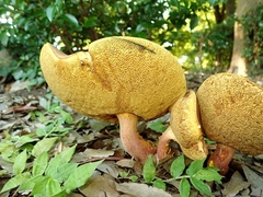 Lanmaoa angustispora