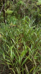 Ischaemum koleostachys