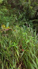 Ischaemum koleostachys
