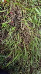 Ischaemum koleostachys