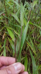 Ischaemum koleostachys