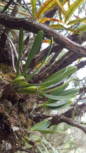 Angraecum borbonicum image