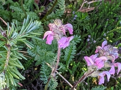 Pedicularis ornithorhynchos