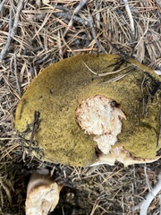 Boletus rubriceps
