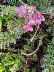 Pedicularis ornithorhynchos