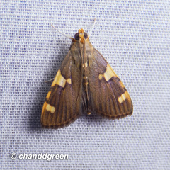 Rehimena phrynealis