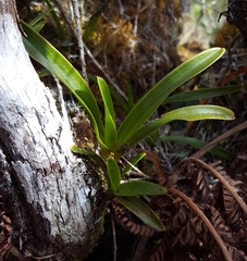Angraecum striatum