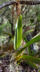 Angraecum striatum