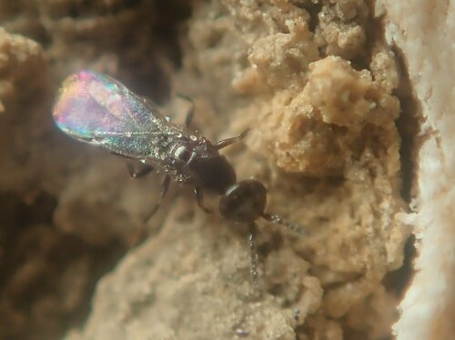 Melittobia acasta