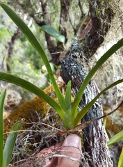 Angraecum striatum