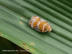 Lophopinae
