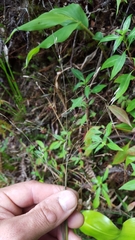 Eragrostis hildebrandtii