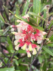 Grevillea aspera