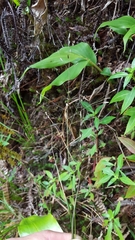 Eragrostis hildebrandtii