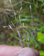 Eragrostis hildebrandtii