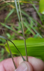 Eragrostis hildebrandtii