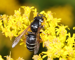Vespula consobrina