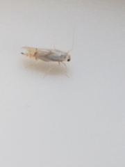 Phyllonorycter harrisella
