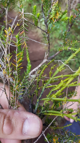 Korthalsella gaudichaudii image