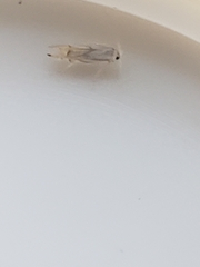 Phyllonorycter harrisella