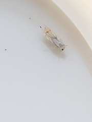 Phyllonorycter harrisella