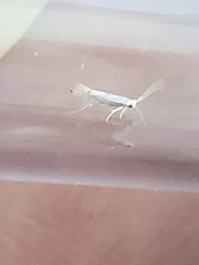 Phyllonorycter harrisella