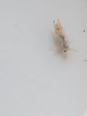 Phyllonorycter harrisella