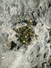 Portulaca tuberculata