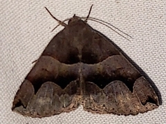 Gondysia smithii