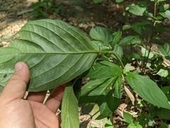 Achyranthes japonica