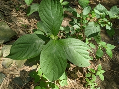 Achyranthes japonica