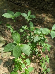 Achyranthes japonica