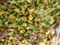 Actinotus novae-zelandiae