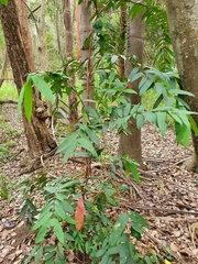 Syzygium wilsonii
