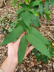 Syzygium wilsonii