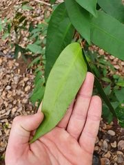 Syzygium wilsonii