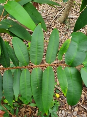 Syzygium wilsonii