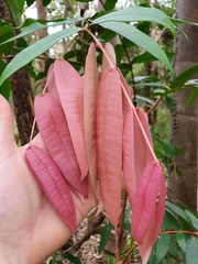 Syzygium wilsonii