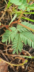 Calliandra humilis