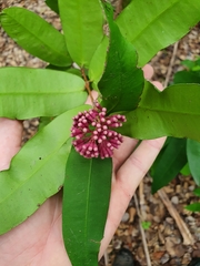 Syzygium wilsonii