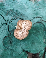 Cerioporus squamosus