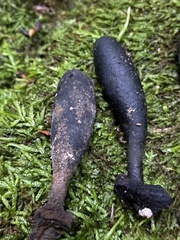 Xylaria longipes