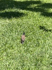 Acridotheres tristis