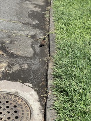 Acridotheres tristis