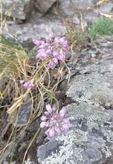 Allium rubens