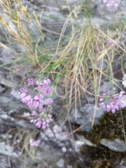 Allium rubens