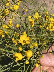 Senna artemisioides artemisioides