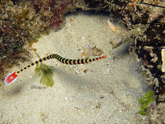 Dunckerocampus dactyliophorus