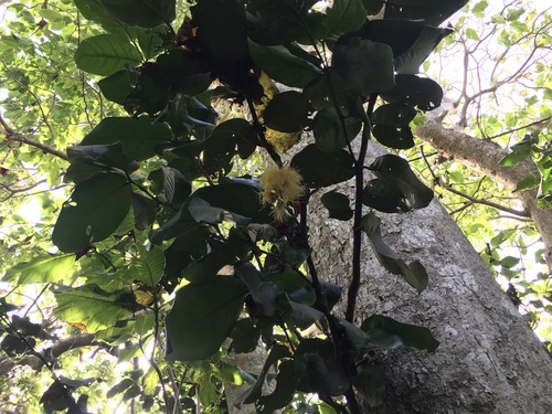 Syzygium richii observed 2022-08-06